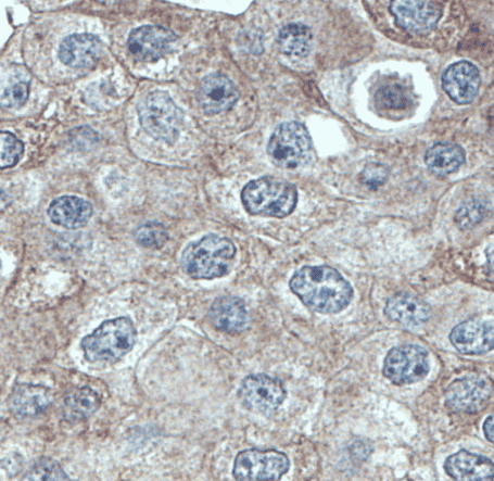 Anti-DNAJB9 antibody - Click Image to Close