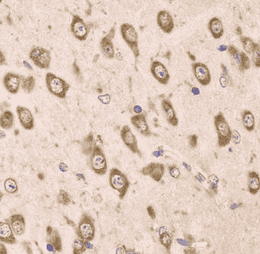 Anti-EEF1B2 antibody - Click Image to Close