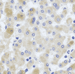 Anti-EIF3M antibody - Click Image to Close