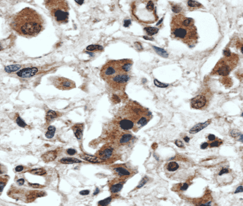 Anti-ERK1/2 antibody - Click Image to Close