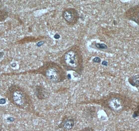 Anti-FAM19A5 antibody - Click Image to Close