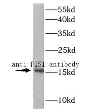 Anti-FIS1 antibody - Click Image to Close