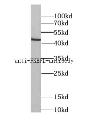 Anti-FKBPL antibody - Click Image to Close