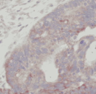 Anti-Fibronectin antibody - Click Image to Close