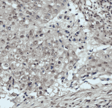 Anti-GAPDH antibody - Click Image to Close