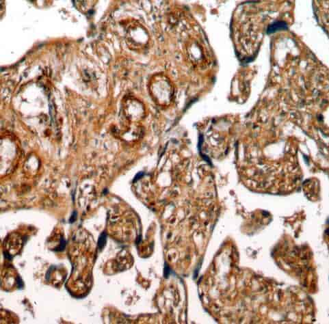 Anti-GPR161 antibody - Click Image to Close
