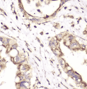 Anti-HADHA antibody - Click Image to Close