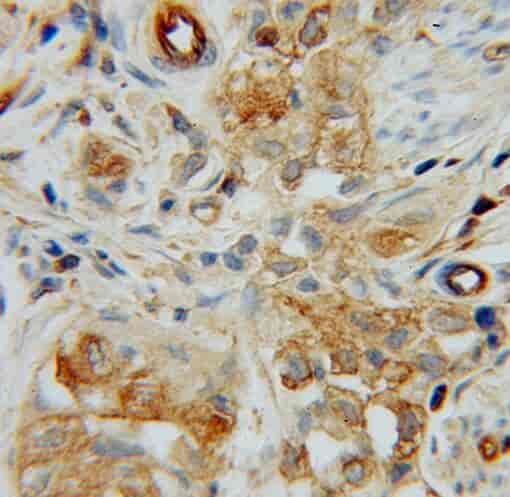 Anti-HRH1 antibody - Click Image to Close