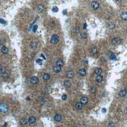 Anti-IDO2 antibody - Click Image to Close