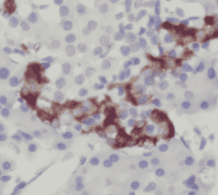 Anti-Insulin antibody - Click Image to Close