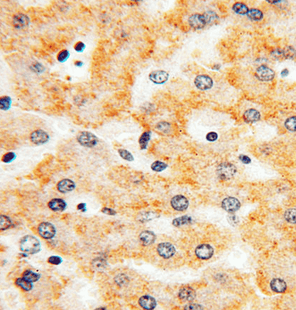 Anti-Lactoferrin antibody - Click Image to Close
