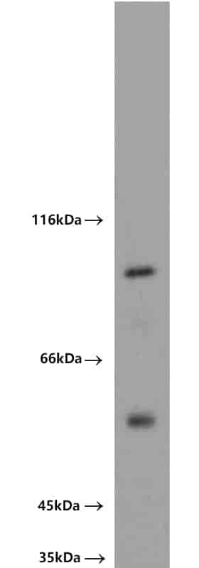Anti-MAP4K2 antibody - Click Image to Close