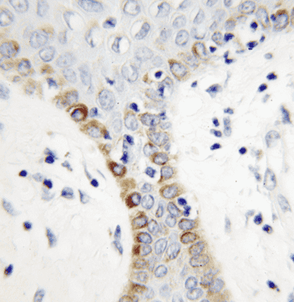Anti-MSRA antibody - Click Image to Close