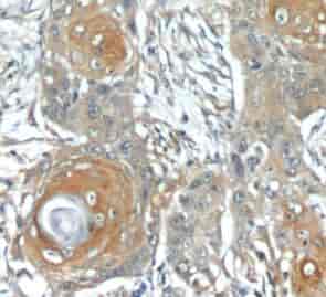 Anti-MUC8 antibody - Click Image to Close