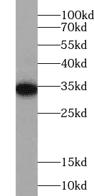 Anti-MYC tag antibody