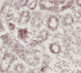Anti-NENF antibody - Click Image to Close