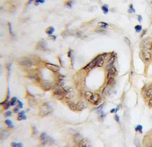 Anti-NEUROD1 antibody - Click Image to Close