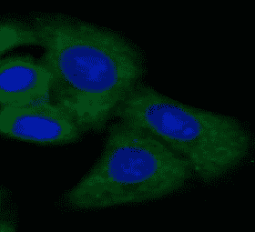 Anti-NR1H3 antibody - Click Image to Close