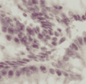 Anti-OCT4 antibody - Click Image to Close