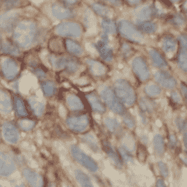 Anti-ORAI1 antibody - Click Image to Close