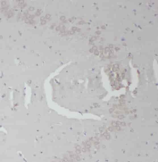 Anti-OXA1L antibody - Click Image to Close