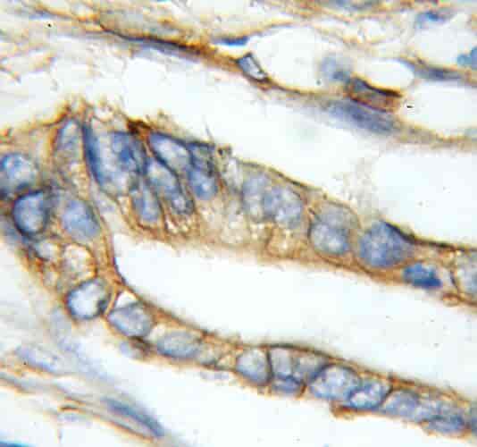 Anti-PLSCR1 antibody - Click Image to Close
