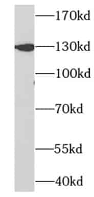Anti-PRPF40A antibody - Click Image to Close