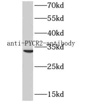 Anti-PYCR2 antibody - Click Image to Close