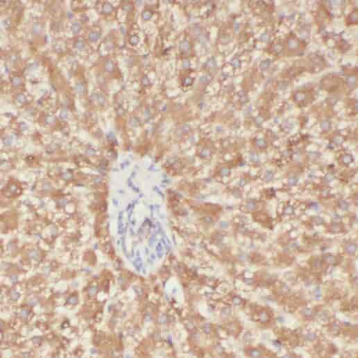 Anti-Prohibitin antibody - Click Image to Close