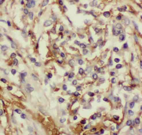 Anti-RDH10 antibody - Click Image to Close