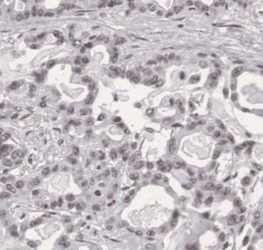 Anti-RGS2 antibody - Click Image to Close