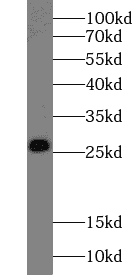 Anti-V5-tag antibody