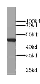 Anti-VPS4B antibody - Click Image to Close