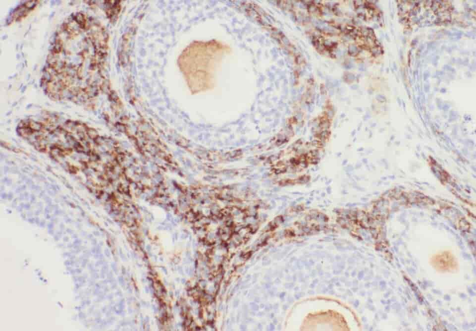 Anti-WDR24 antibody - Click Image to Close
