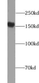 Anti-WDR33 antibody - Click Image to Close