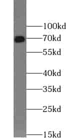 Anti-WDR76 antibody - Click Image to Close