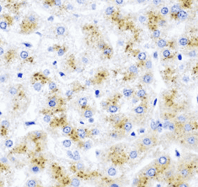 Anti-WNT2 antibody - Click Image to Close
