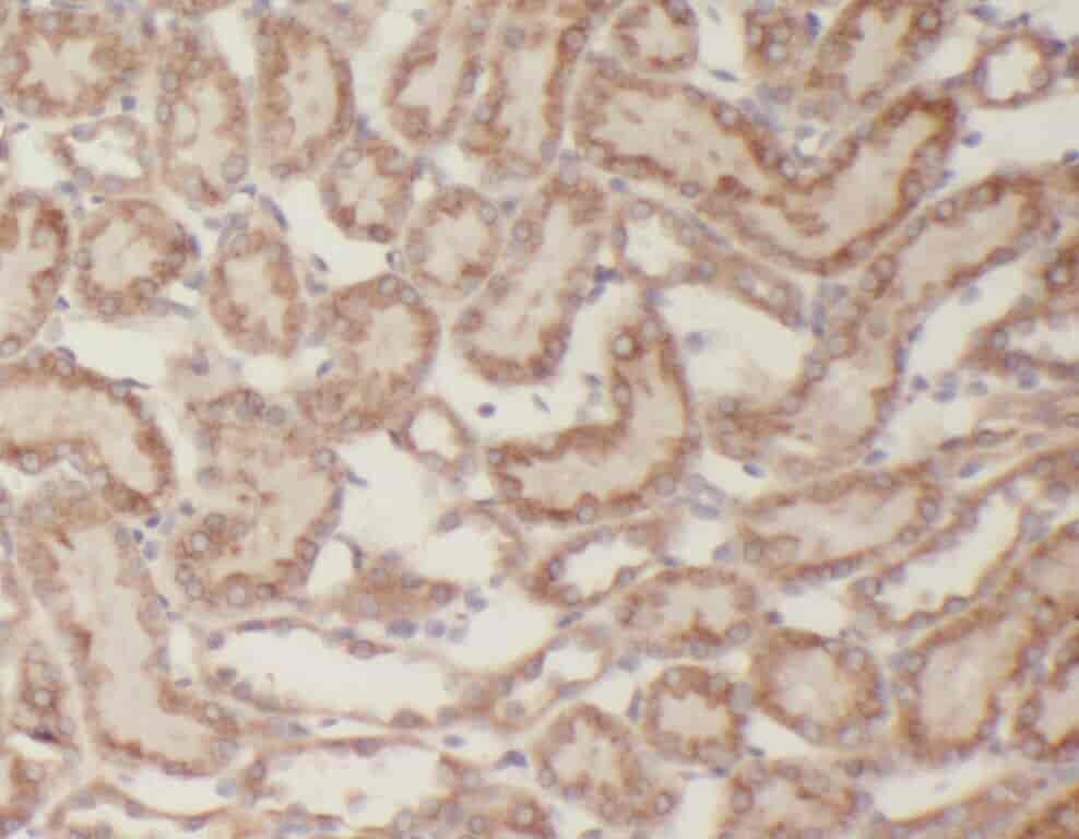 Anti-WTX antibody - Click Image to Close
