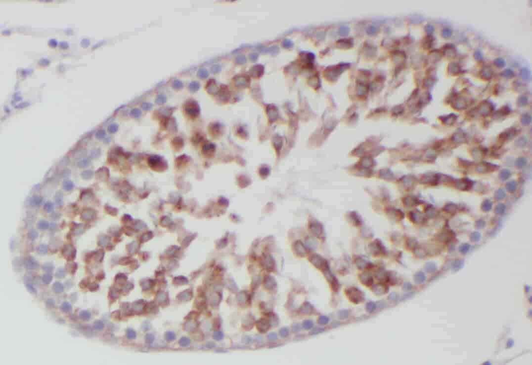 Anti-YARS2 antibody - Click Image to Close