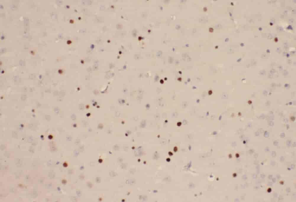Anti-YPEL1 antibody - Click Image to Close