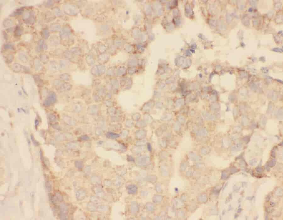 Anti-ZFP36 antibody - Click Image to Close