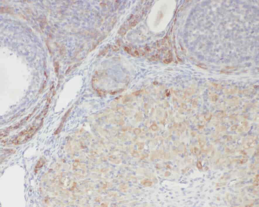 Anti-ZGLP1 antibody - Click Image to Close