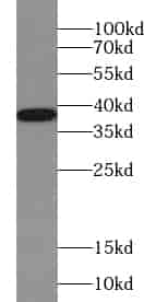 Anti-ZIC4-Specific antibody - Click Image to Close