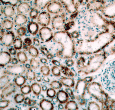 Anti-ZIP7 antibody - Click Image to Close