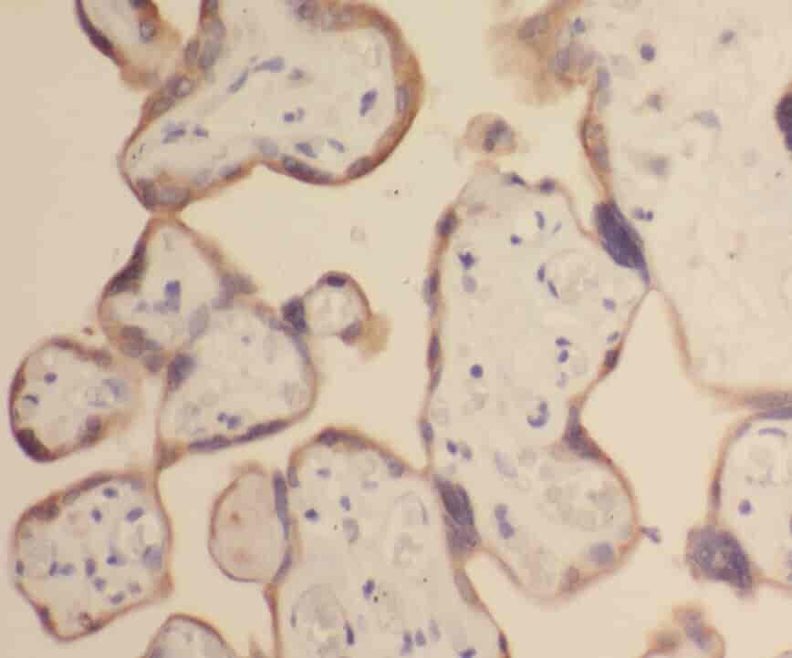 Anti-ZIP8 antibody - Click Image to Close