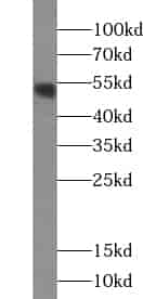 Anti-ZNF140 antibody - Click Image to Close