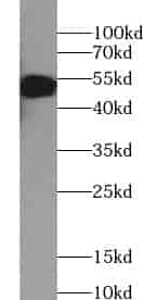 Anti-ZNF253 antibody - Click Image to Close