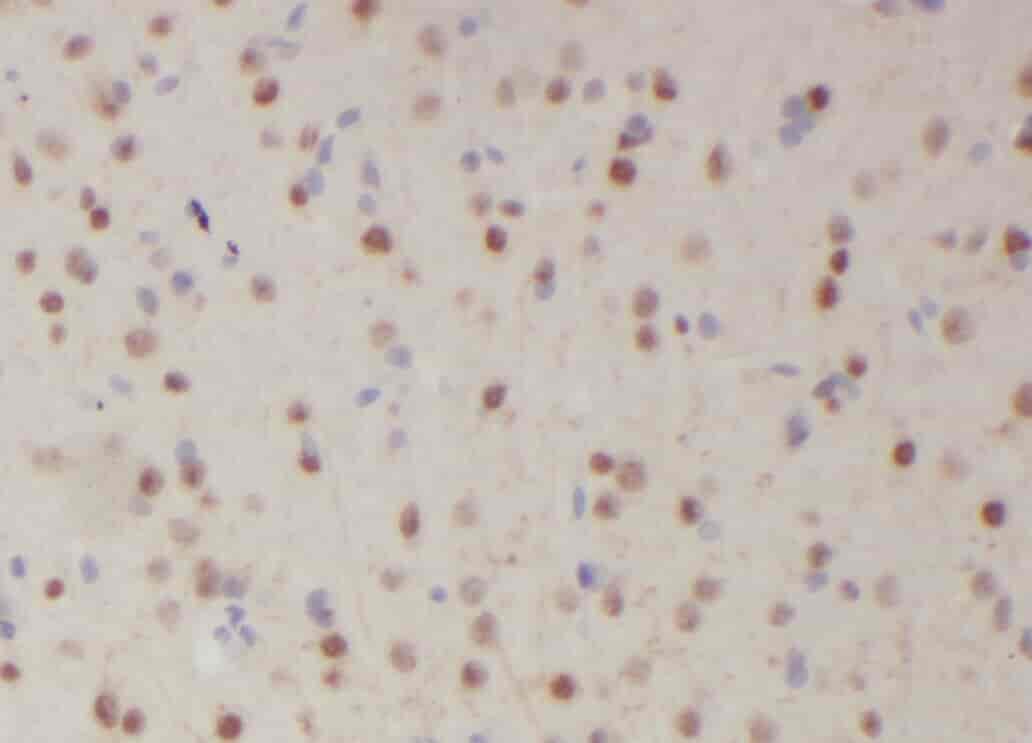 Anti-ZNF488 antibody - Click Image to Close