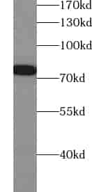 Anti-ZNF750 antibody - Click Image to Close