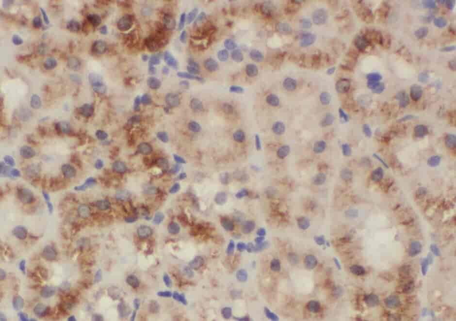 Anti-ZO-1 antibody - Click Image to Close